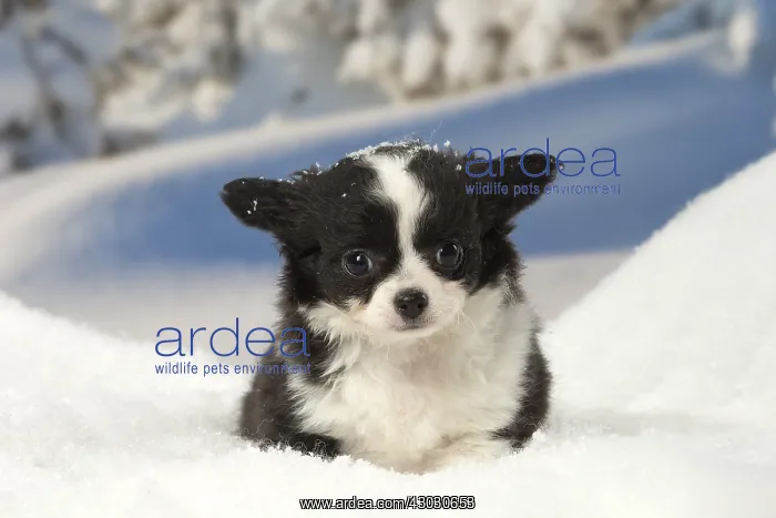: Chihuahua puppy in the winter snow : Chihuahua puppy in the winter snow