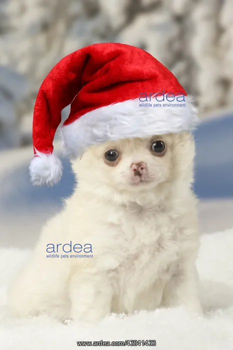 : Chihuahua puppy in the winter snow wearing Christmas : Chihuahua puppy in the winter snow wearing Christmas