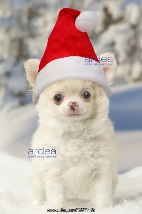 : Chihuahua puppy in the winter snow wearing Christmas : Chihuahua puppy in the winter snow wearing Christmas