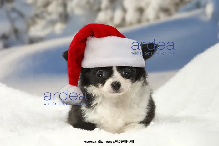  : Chihuahua puppy in the winter snow wearing Christmas