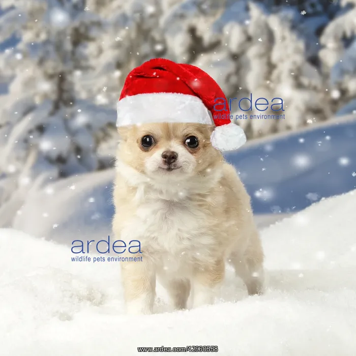 : Chihuahua puppy in the winter snow wearing a red Christmas S : Chihuahua puppy in the winter snow wearing a red Christmas S