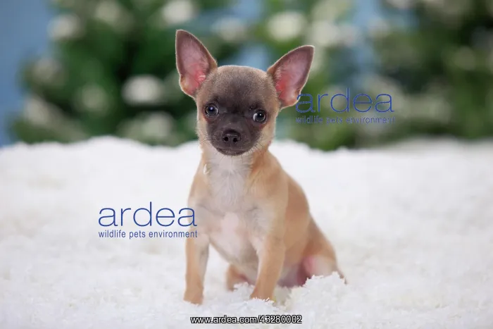 : Chihuahua, shorthaired, puppy, blue, 4 months, sits : Chihuahua, shorthaired, puppy, blue, 4 months, sits