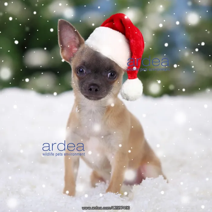 : Chihuahua, shorthaired, puppy wearing Christmas hat in snow : Chihuahua, shorthaired, puppy wearing Christmas hat in snow