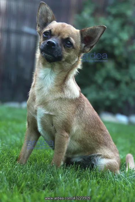  : Chihuahua sitting on grass - France