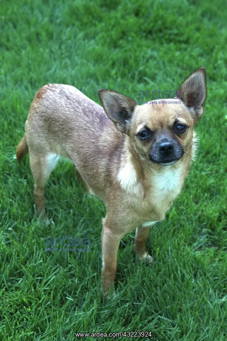 : Chihuahua standing on grass - France : Chihuahua standing on grass - France