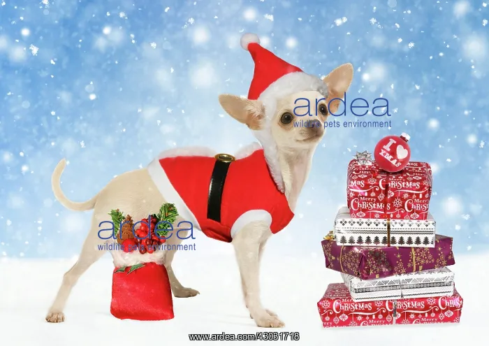  : Chihuahua wearing Christmas outfit and hat with