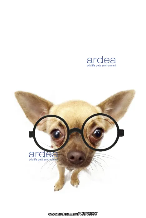  : Chihuahua wearing large round glasses