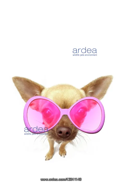  : Chihuahua wearing pink sunglasses