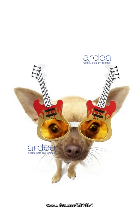 : Chihuahua wearing rock guitar sun-glasses : Chihuahua wearing rock guitar sun-glasses