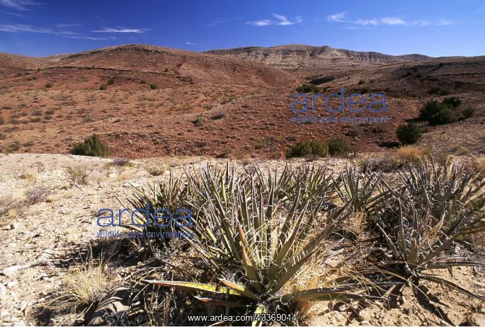 : CHIHUAHUAN DESERT - Quebradas BLM, New Mexico, USA : CHIHUAHUAN DESERT - Quebradas BLM, New Mexico, USA
