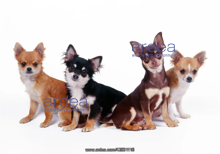 : Chihuahuas Dogs - four : Chihuahuas Dogs - four