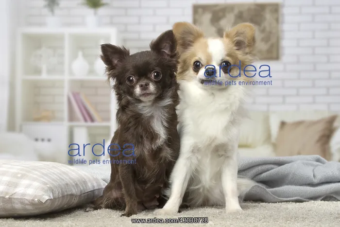  : Two Chihuahuas indoors