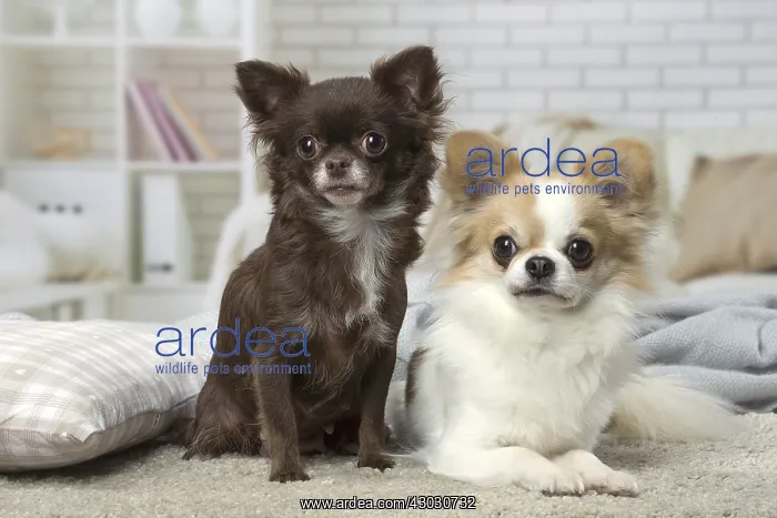  : Two Chihuahuas indoors