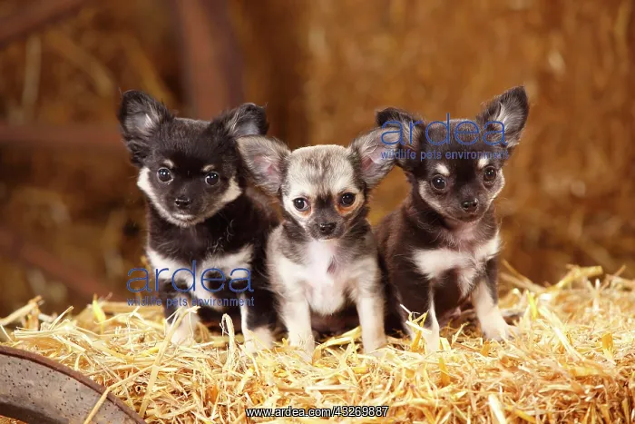 : Chihuahuas, long-haired, puppies, sitting in straw : Chihuahuas, long-haired, puppies, sitting in straw