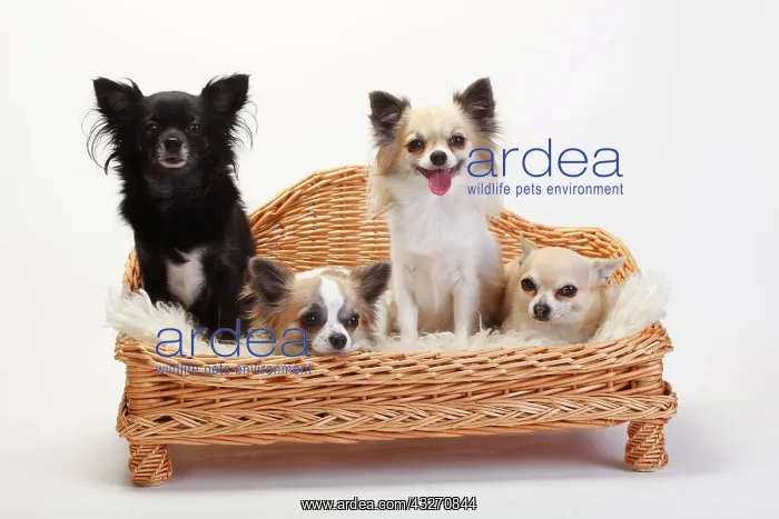 : Chihuahuas, long-haired and short-haired, four dogs : Chihuahuas, long-haired and short-haired, four dogs