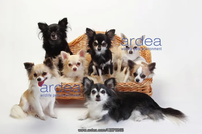 : Chihuahuas, longhaired, many dogs sit on sofa, couch : Chihuahuas, longhaired, many dogs sit on sofa, couch