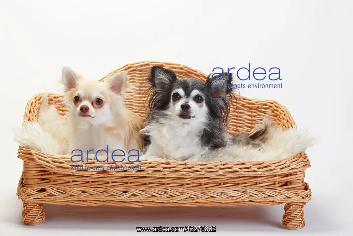 : Chihuahuas, longhaired, two dogs sitting on sofa : Chihuahuas, longhaired, two dogs sitting on sofa
