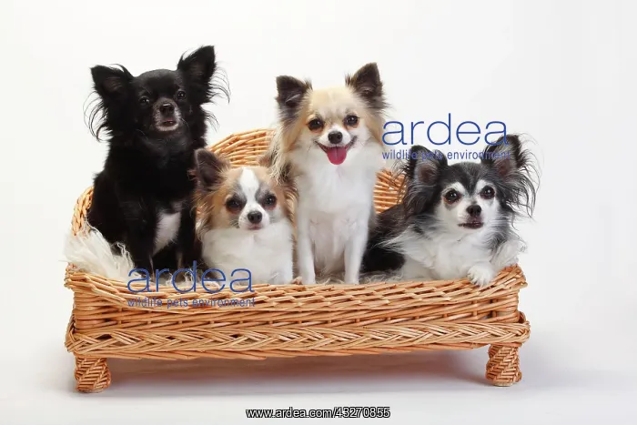 : Chihuahuas, longhaired, four dogs sitting on sofa : Chihuahuas, longhaired, four dogs sitting on sofa