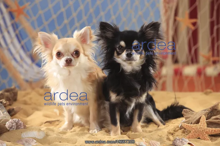 : Chihuahuas, longhaired, isabell and black-cream-white : Chihuahuas, longhaired, isabell and black-cream-white