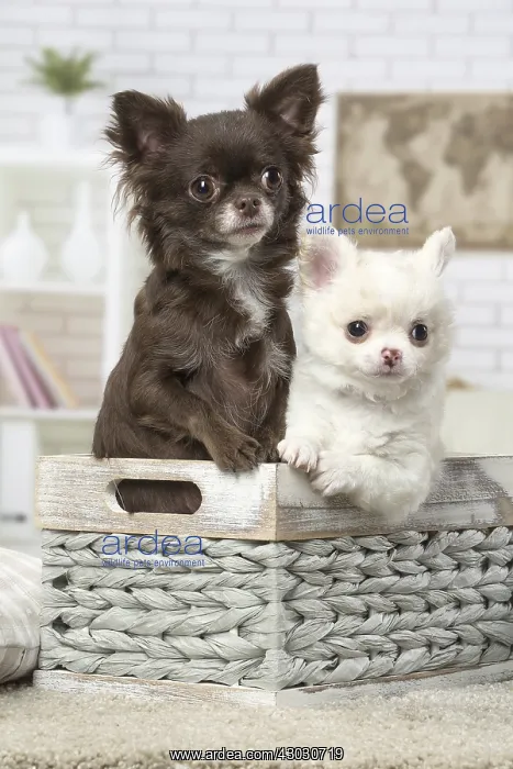 : Chihuahuas sitting in a basket : Chihuahuas sitting in a basket