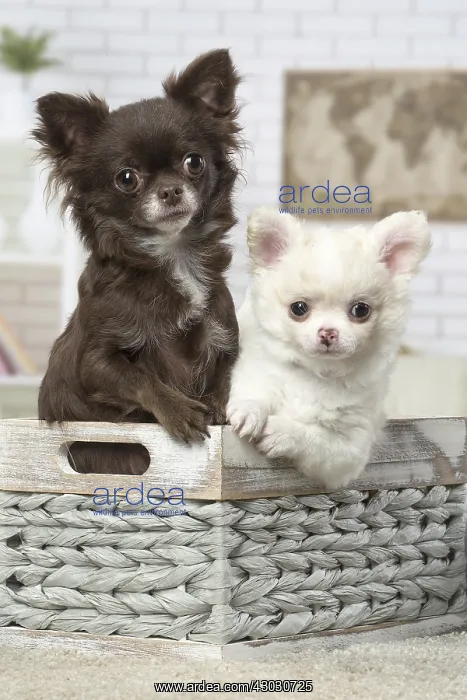 : Chihuahuas sitting in a basket : Chihuahuas sitting in a basket