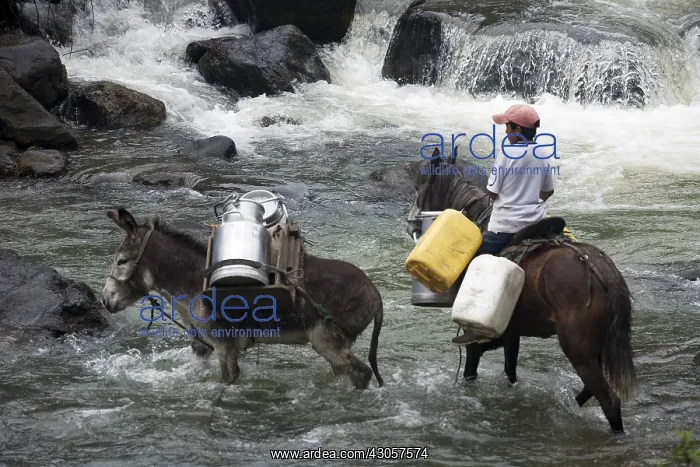 : Child crossing Irubi River on horseback with his Ass : Child crossing Irubi River on horseback with his Ass