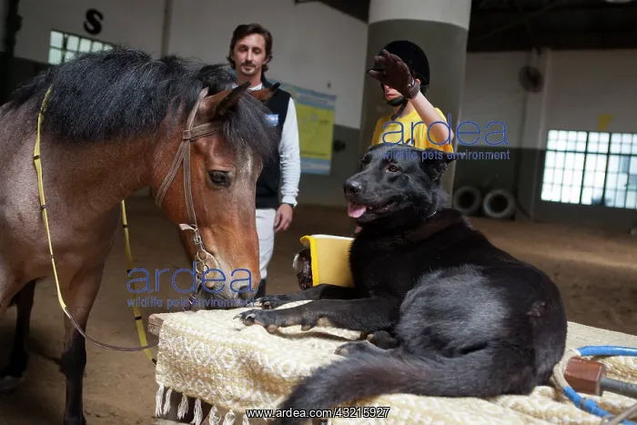 : Child cuddling a dog to exercise in trust and horse : Child cuddling a dog to exercise in trust and horse