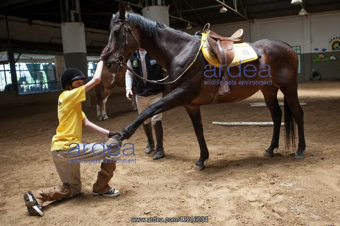 : Child doing an exercise in trust with a horse : Child doing an exercise in trust with a horse