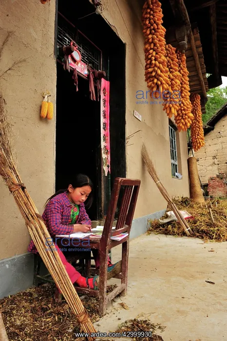 : Child - doing homework outside farmer's house - : Child - doing homework outside farmer's house -