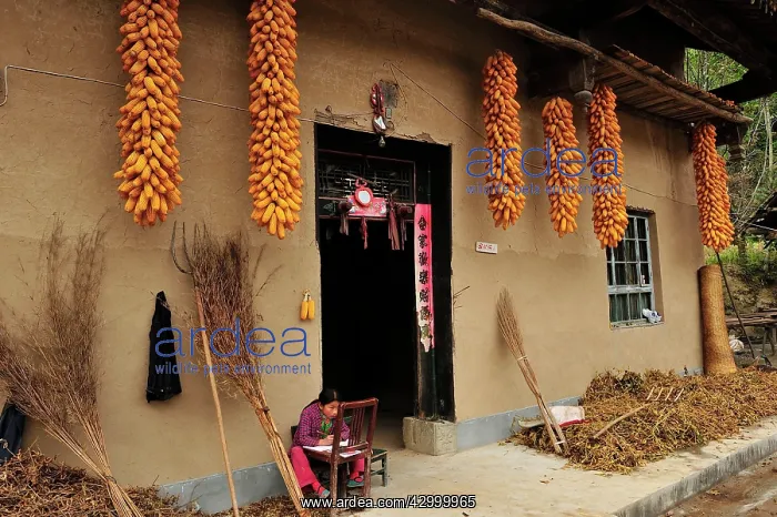  : Child - doing homework outside farmer's house -