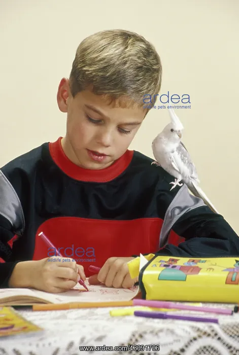 : Child Drawing with Cockatiel on His Shoulder : Child Drawing with Cockatiel on His Shoulder