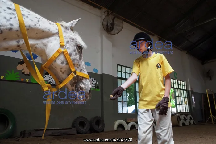 : Child feeding a horse in a horse therapy center - Argentina : Child feeding a horse in a horse therapy center - Argentina