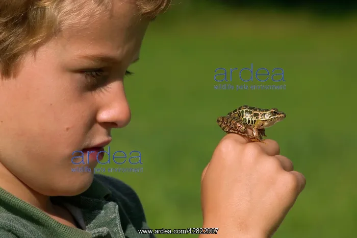 : Child and Frog - 7 year old boy holding pickerel frog : Child and Frog - 7 year old boy holding pickerel frog