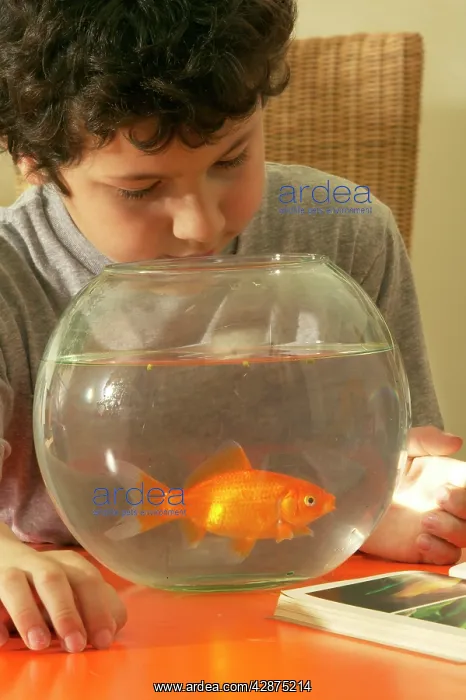 : Child and Goldfish : Child and Goldfish
