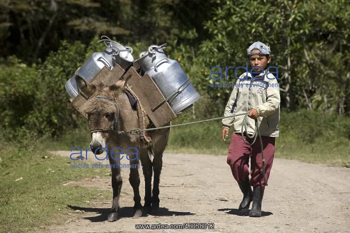 : Child holding an Ass carrying milk Irubi High Andes Ecuador : Child holding an Ass carrying milk Irubi High Andes Ecuador