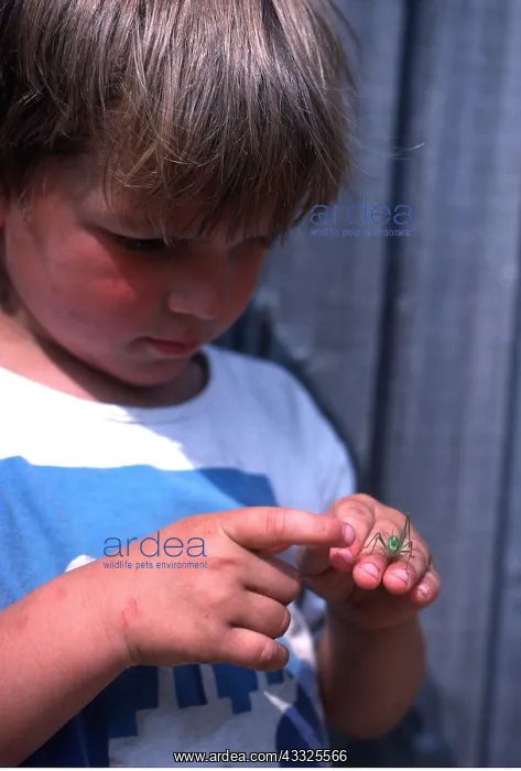 : CHILD WITH INSECT (Green Cricket) : CHILD WITH INSECT (Green Cricket)