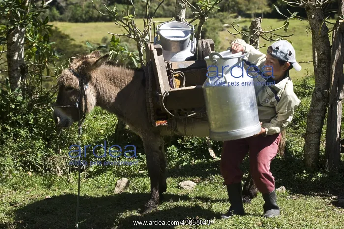 : Child loading milk on an Ass Irubi High Andes Ecuador : Child loading milk on an Ass Irubi High Andes Ecuador