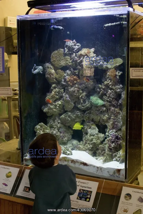 : Child Looks at Aquarium : Child Looks at Aquarium