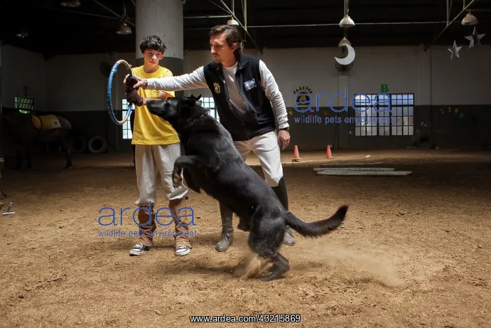 : Child making a trust exercise with a dog - Argentina : Child making a trust exercise with a dog - Argentina