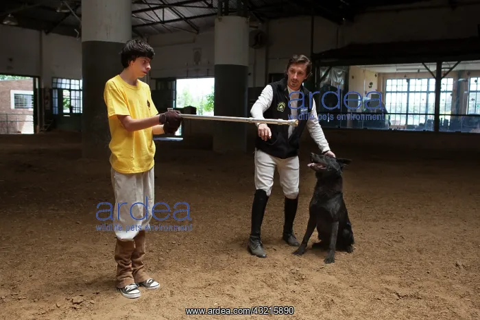 : Child making a trust exercise with a dog - Argentina : Child making a trust exercise with a dog - Argentina