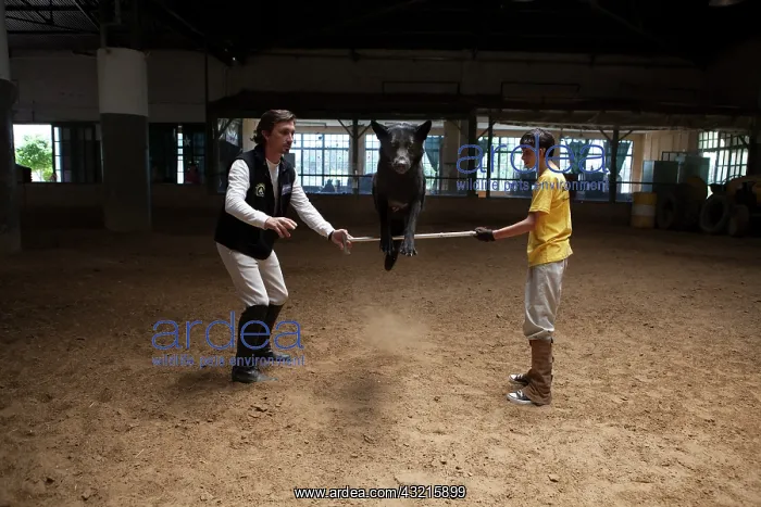 : Child making a trust exercise with a dog - Argentina : Child making a trust exercise with a dog - Argentina