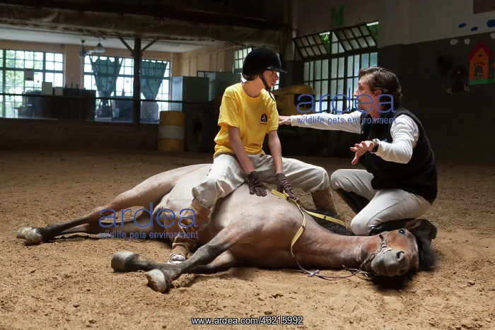 : Child making a trust exercise on a horse in horse therapy : Child making a trust exercise on a horse in horse therapy