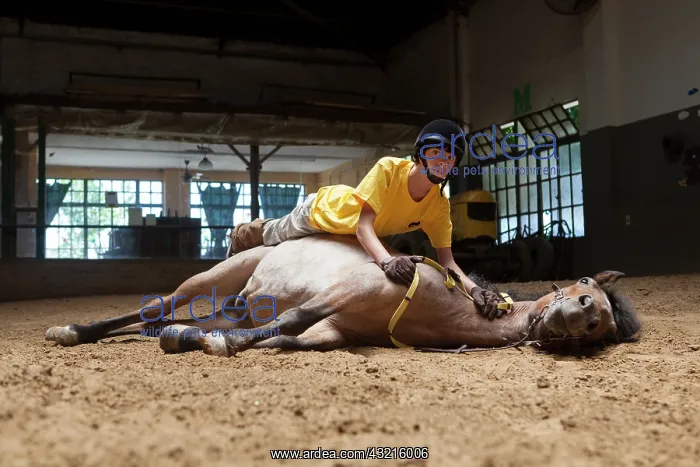 : Child making a trust exercise on a horse in horse therapy : Child making a trust exercise on a horse in horse therapy