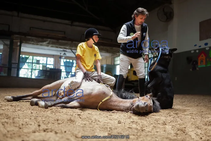: Child making a trust exercise on a horse in horse therapy : Child making a trust exercise on a horse in horse therapy