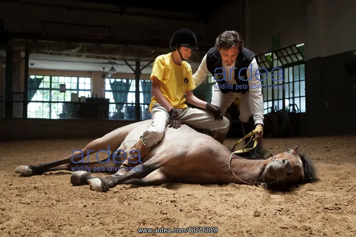 : Child making a trust exercise on a horse in horse therapy : Child making a trust exercise on a horse in horse therapy