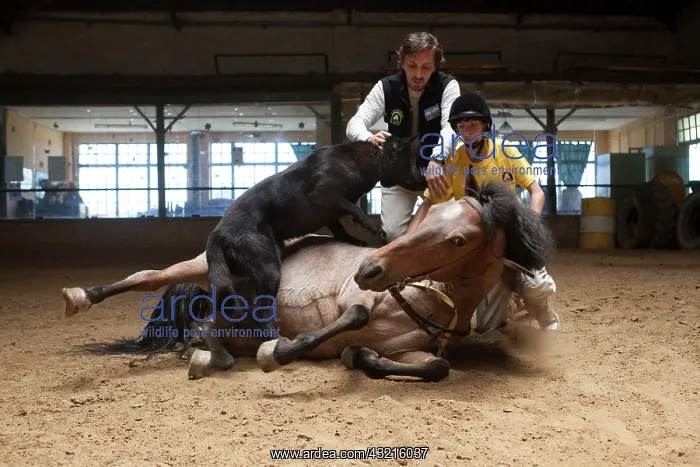 : Child making a trust exercise on a horse in horse therapy : Child making a trust exercise on a horse in horse therapy
