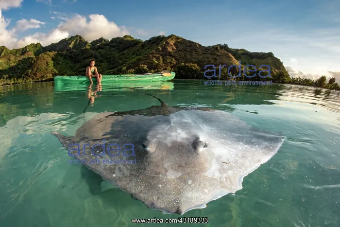 : Child observing a Pink whipray (Pateobatis fai) : Child observing a Pink whipray (Pateobatis fai)