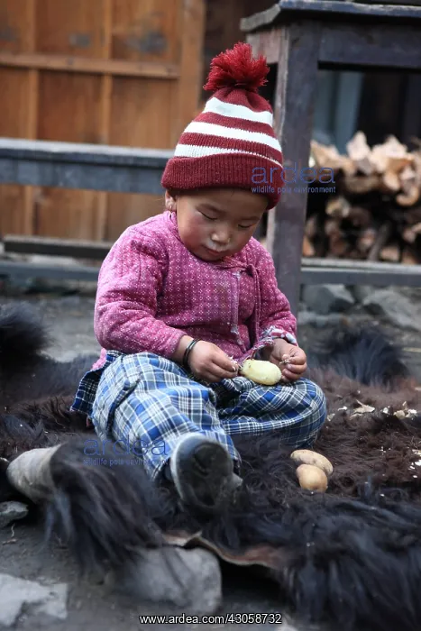 : Child peeling a potato on the skin of Yack Chame Nepal : Child peeling a potato on the skin of Yack Chame Nepal