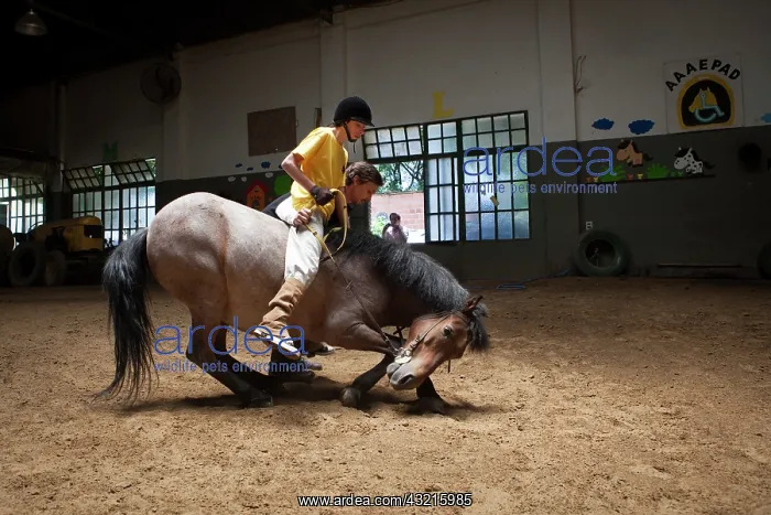 : Child performing a balancing act on a horse lying : Child performing a balancing act on a horse lying