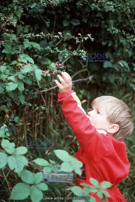 : Child - picking BLACKBERRIES : Child - picking BLACKBERRIES
